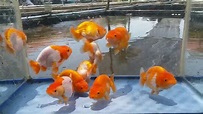 Ranchu Goldfish | Thailand Goldfish - YouTube