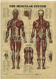 Free Printable Anatomy Charts - Human Anatomy Interactive Wall Chart ...