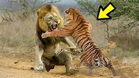 EL PODER DEL TIGRE vs LEÓN - León Vs Tigre. ¿Quién es más fuerte? - YouTube
