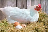 Las gallinas ponen huevos de acuerdo con su ciclo natural — Bachoco ...