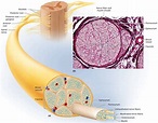 Sensory Nervous System - Organs and Functions