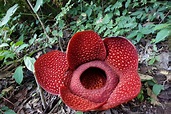Rafflesia Arnoldii Wallpapers High Quality | Download Free