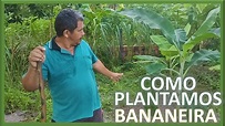 Plantando Bananeira
