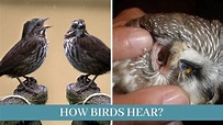 [How birds hear] || how birds hear sound || how birds hear without ears ...
