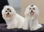 Maltese (Dog) - Puppies, Rescue, Pictures, Information, Temperament ...