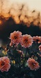 √ Tumblr Photography Flowers