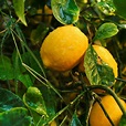 Citrus × limon 'Meyer' - PictureThis