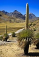 Puya raimondii, la Reina de los Andes en peligro |Floresyplantas.net