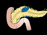 Suco Pancreático: função, o que é, composição - Planeta Biologia