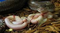 Cute Baby Snake Wallpapers - Top Free Cute Baby Snake Backgrounds ...