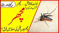 MOSQUITO FACTS IN URDU | MOSQUITO HIDDEN FACTS | ANIMAL FACTS | HAYAT ...