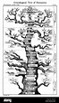 Haeckels Schema der Evolution in Form einer Baumstruktur angezeigt. Von ...