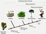 Resumo: Reino Plantae | Sou de Biológicas