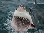 The biggest ever great white shark sighted - and why we should ...