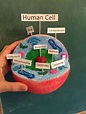 Human Cell Model. Made from a painted foam ball, and clay. | Animal ...