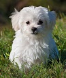 Maltese Dog Breed Information Center: The Ultimate Fluffy White Puppy
