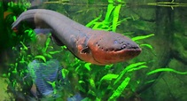 30 Electric Eel Facts You Have To Know - Facts.net