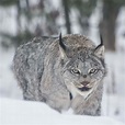 Leaps and Bounds "Winter is Here"-Lynx - Yukon Wildlife Preserve
