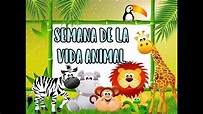 semana de la vida animal/ clase virtual😻🙉🐶🐰🐸🐯🐻🐷🐼🐥🐧 - YouTube