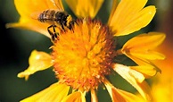 Pollen (HIDDEN BEAUTY : A LOVE STORY THAT FEEDS THE EARTH)