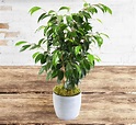 Ficus Benjamina | 123 Flowers