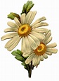 14 Daisy Images - Lovely! | Daisy art, Daisy image, Flower illustration