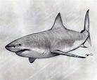 Shark Pencil Drawing at PaintingValley.com | Explore collection of ...