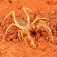 Camel Spider | National Geographic
