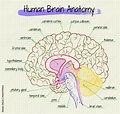 the anatomy of the human brain side view Stock Vector | Adobe Stock
