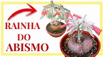 " RAINHA DO ABISMO " UMA PLANTA INCRÍVEL MUITO LINDA !! - YouTube