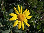 Foto Margherita gialla di Mikonos