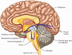 diagram of the human brain parts 5 : Biological Science Picture ...