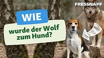 Wie der Wolf zum Hund wurde: Die Geschichte des Hundes - YouTube