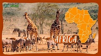 ÁFRICA SALVAJE: Documental de sus grandes animales. - YouTube