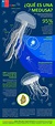 ¿Qué es una medusa? - www.explora.cl