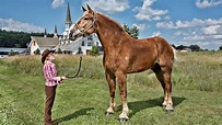 Conoce a Big Jake, el caballo más alto del mundo | Guinness World Records