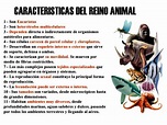 Características del reino animal - Reino animal