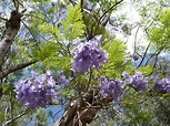 File:Jacaranda-mimosifolia-Mascarin.jpg - Wikipedia