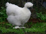 Silkie Chickens And Some Facts About Them | Coops & Cages