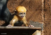 Rare ginger monkey born