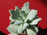 Echeveria *Vampire Appaloosa* — Cactus-shop