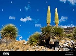 Reina de los Andes o bromelias gigantes (Puya raimondii), de unos 8 m ...