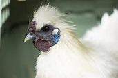 Silkie: A Comprehensive Guide to the Furry Chicken - PetHelpful