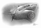 GREAT WHITE SHARK pencil drawing art print A4/A3 sizes artwork by UK ...
