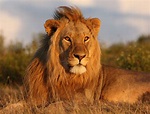 15 Pictures - Lions