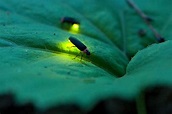10 Fascinating Facts About Fireflies and Lightning Bugs