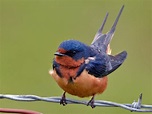 Barn Swallow | Celebrate Urban Birds