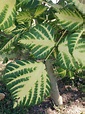 Kingdom: Plantae Phylum: Magnoliophyta Class: Gymnosperm Genus ...