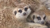 超冷！壽山動物園狐獴「抱團」取暖 遊客直呼可愛｜東森新聞