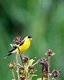 "Wild Canary Bird Closeup" by Stocksy Contributor "Brandon Alms" - Stocksy
